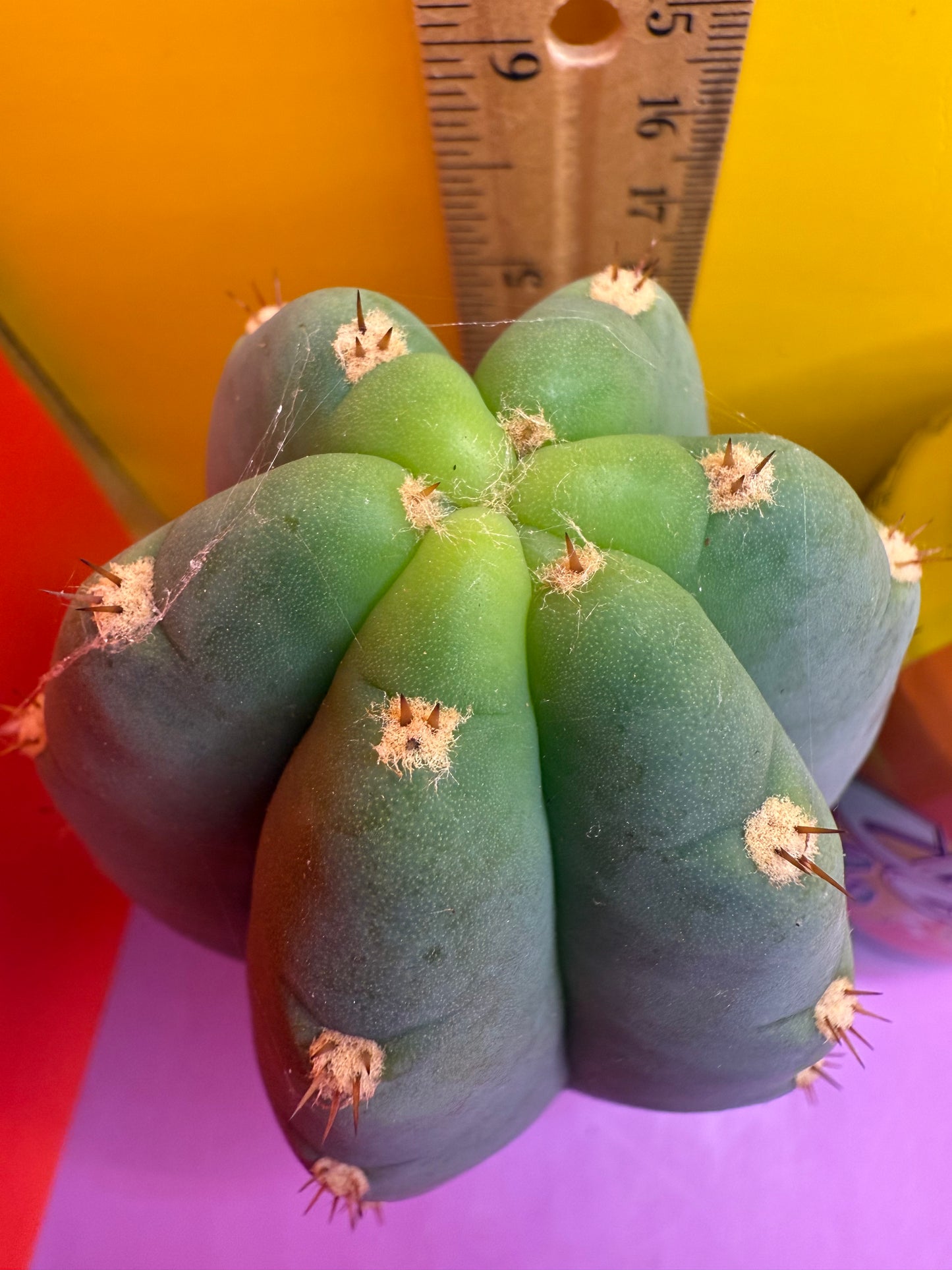 BLUE JUULES GIANT !