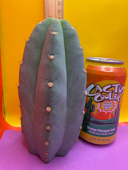 BLUE JUULES GIANT !