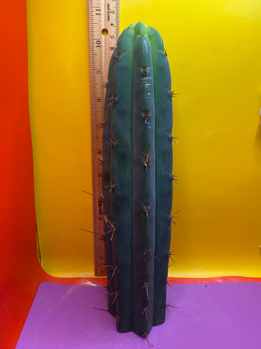 Bridgesii cactus cutting - this exact one