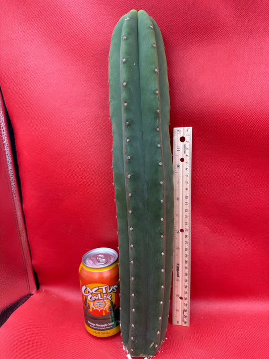 Cahuilla cactus- Super big !