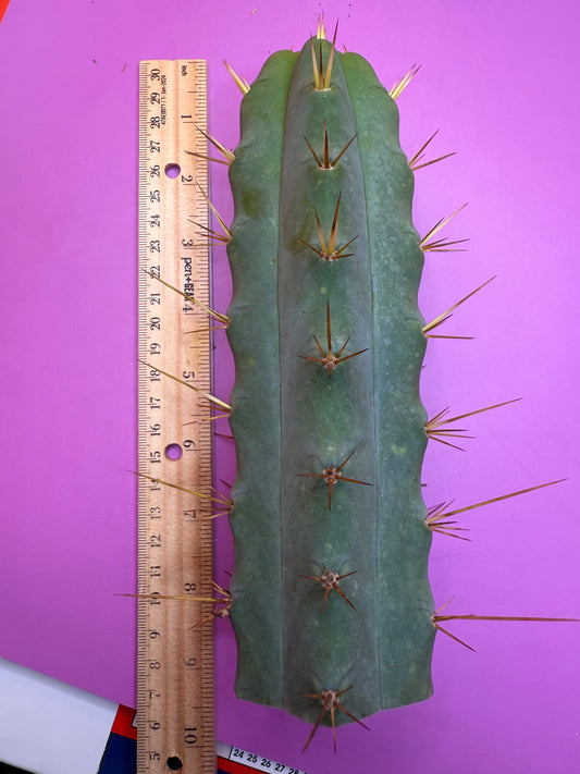 Ss02 cactus cutting