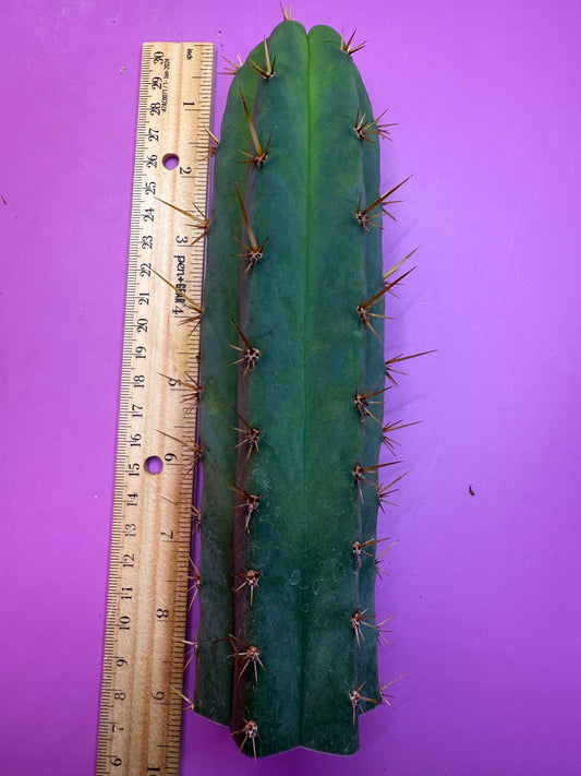 Tig x Yowie cactus cutting