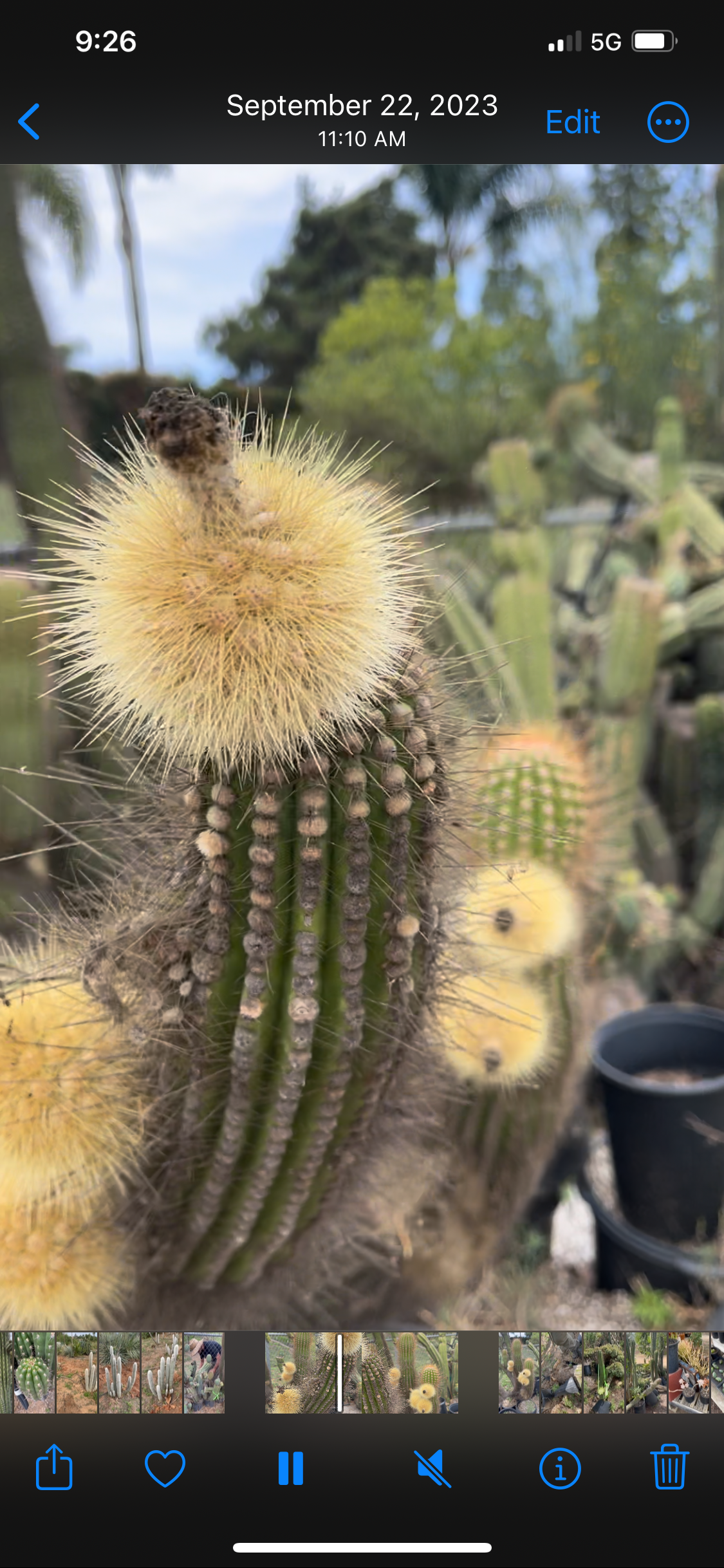 Pachgerocereus seeds