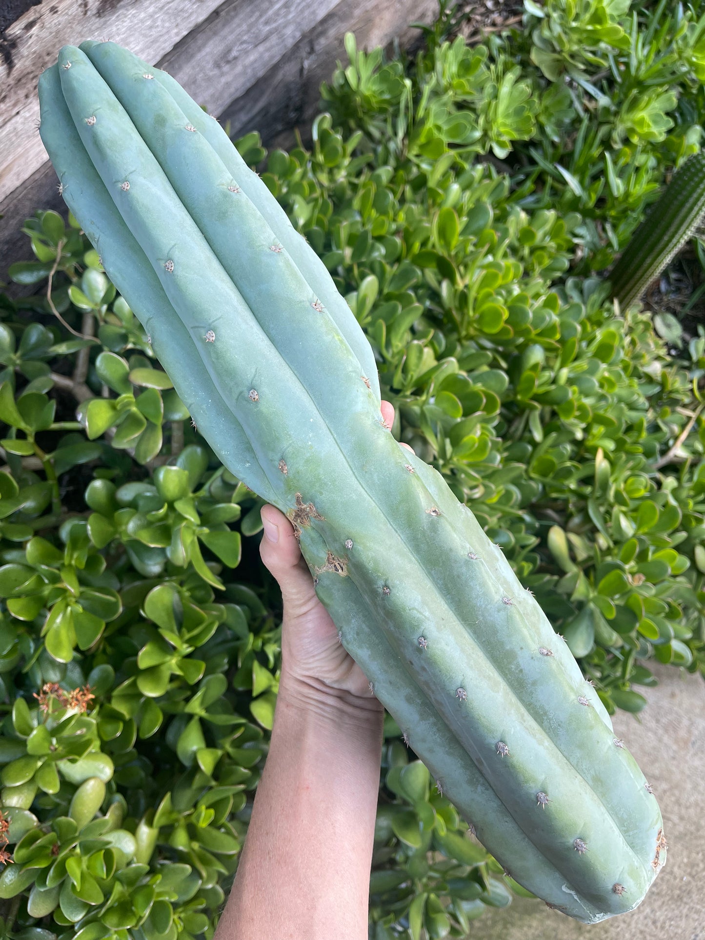 Blue Juuls Giant