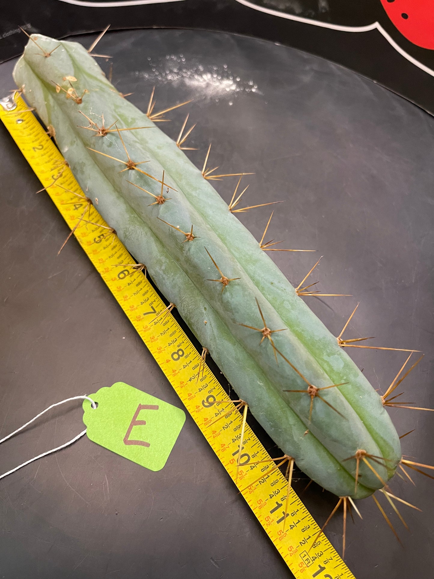 Trichocereus bridgesii- SON OF RON 🌶️🌵