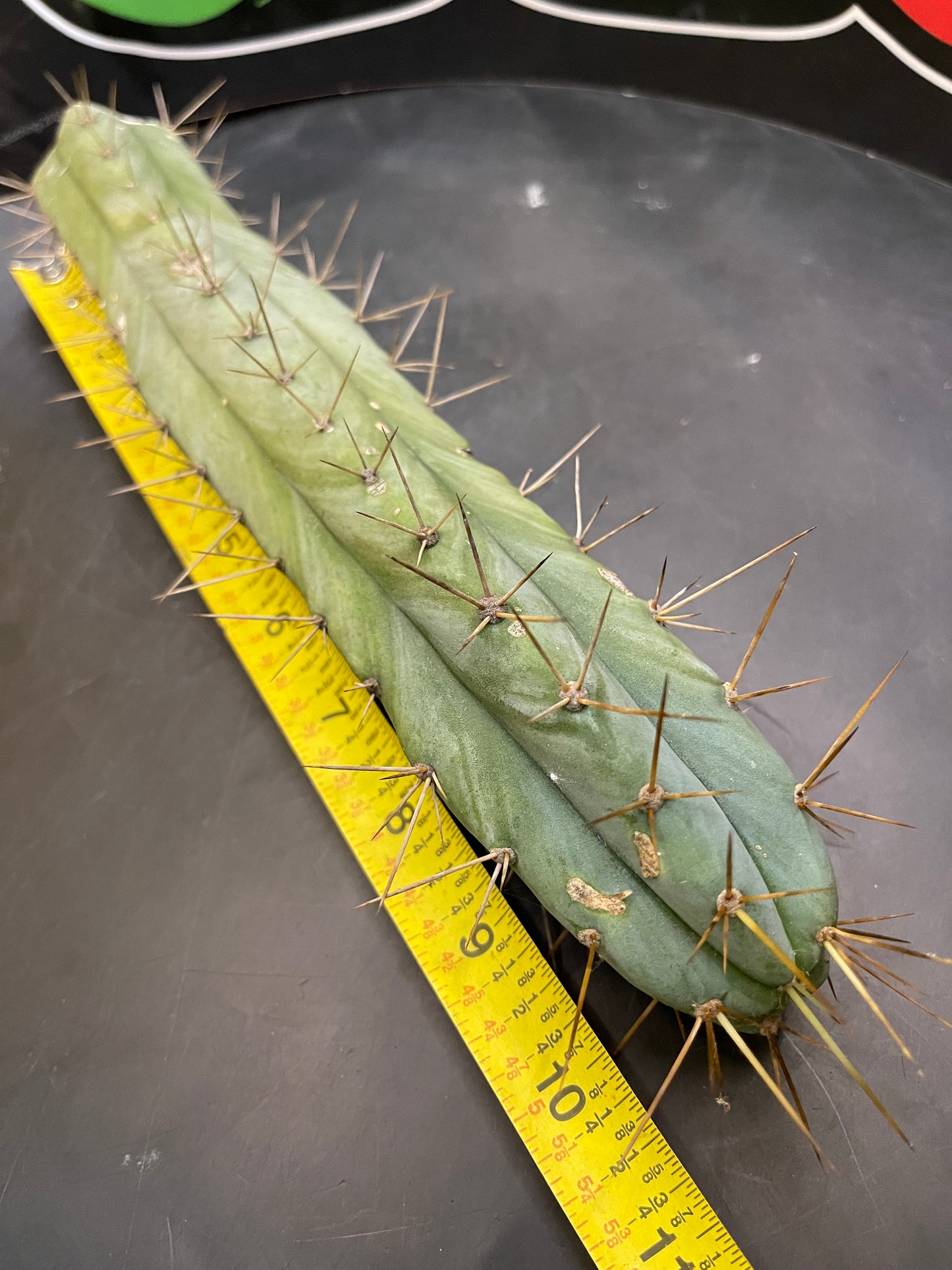 CACTUS - Trichocereus