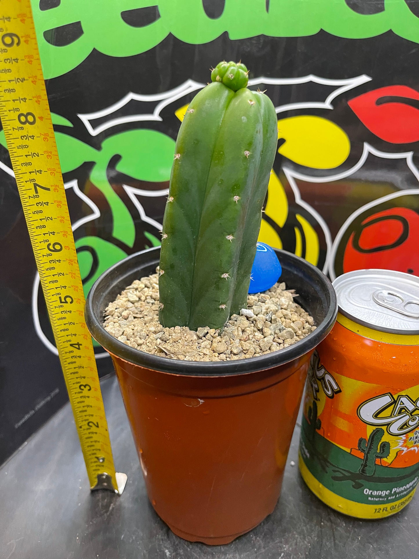 San Pedro cactus !