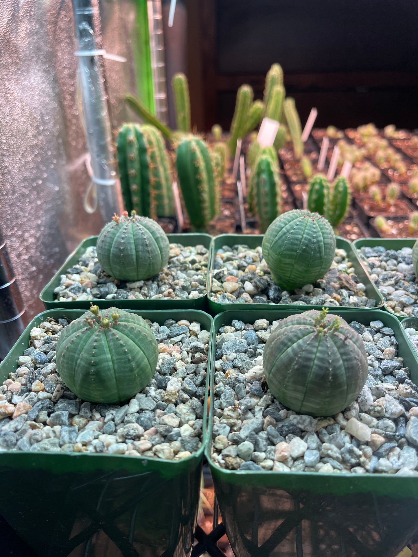 Euphorbia obesa !-