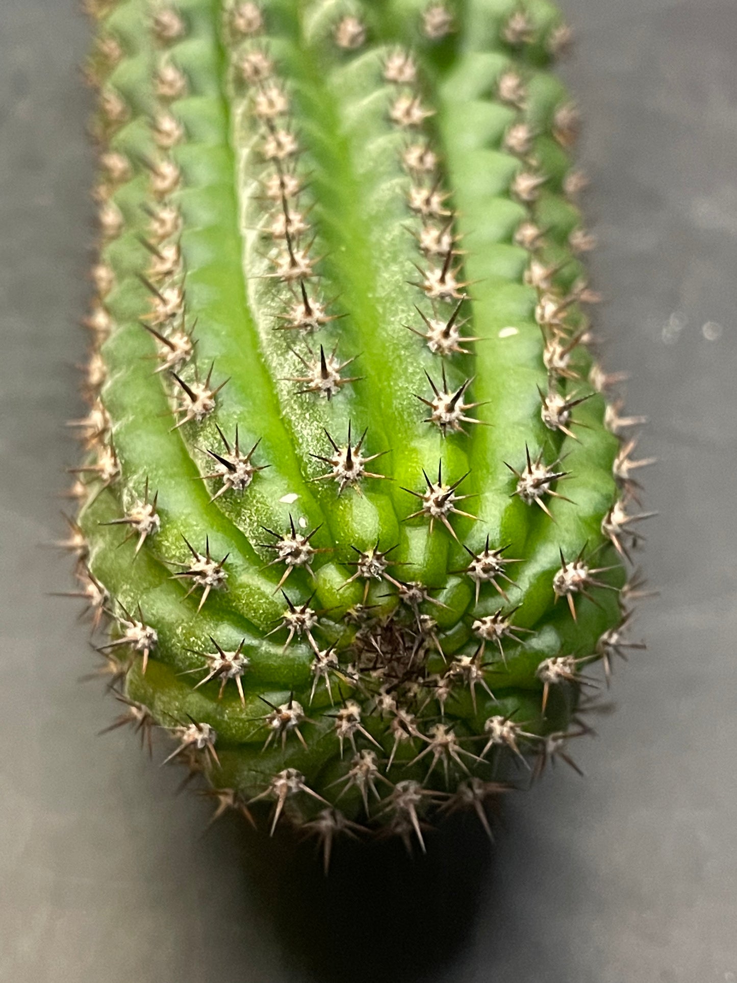 Tricho brevispinulosus