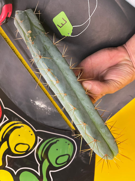 Trichocereus bridgesii- SON OF RON 🌶️🌵