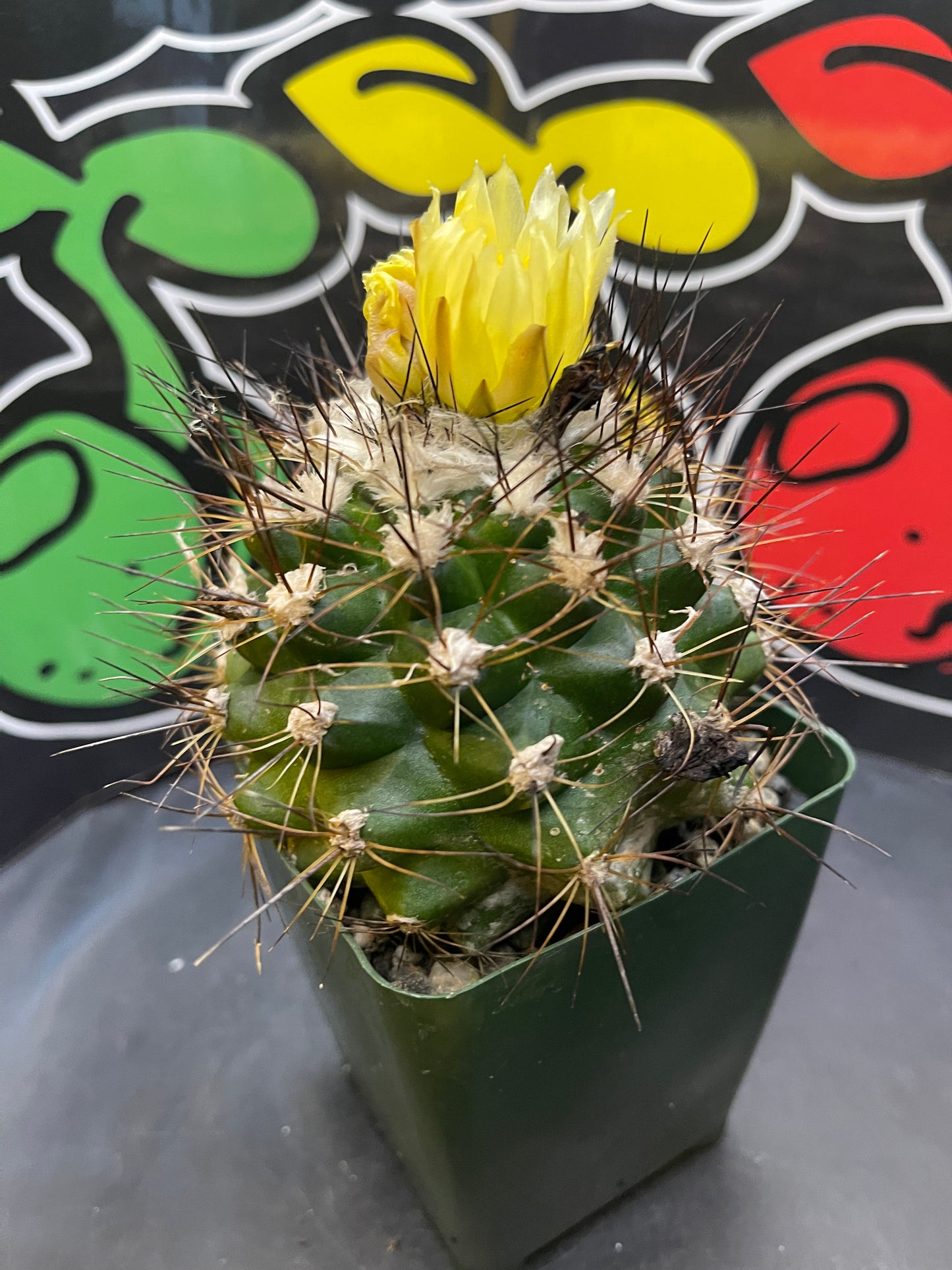 Flowering copiapoa