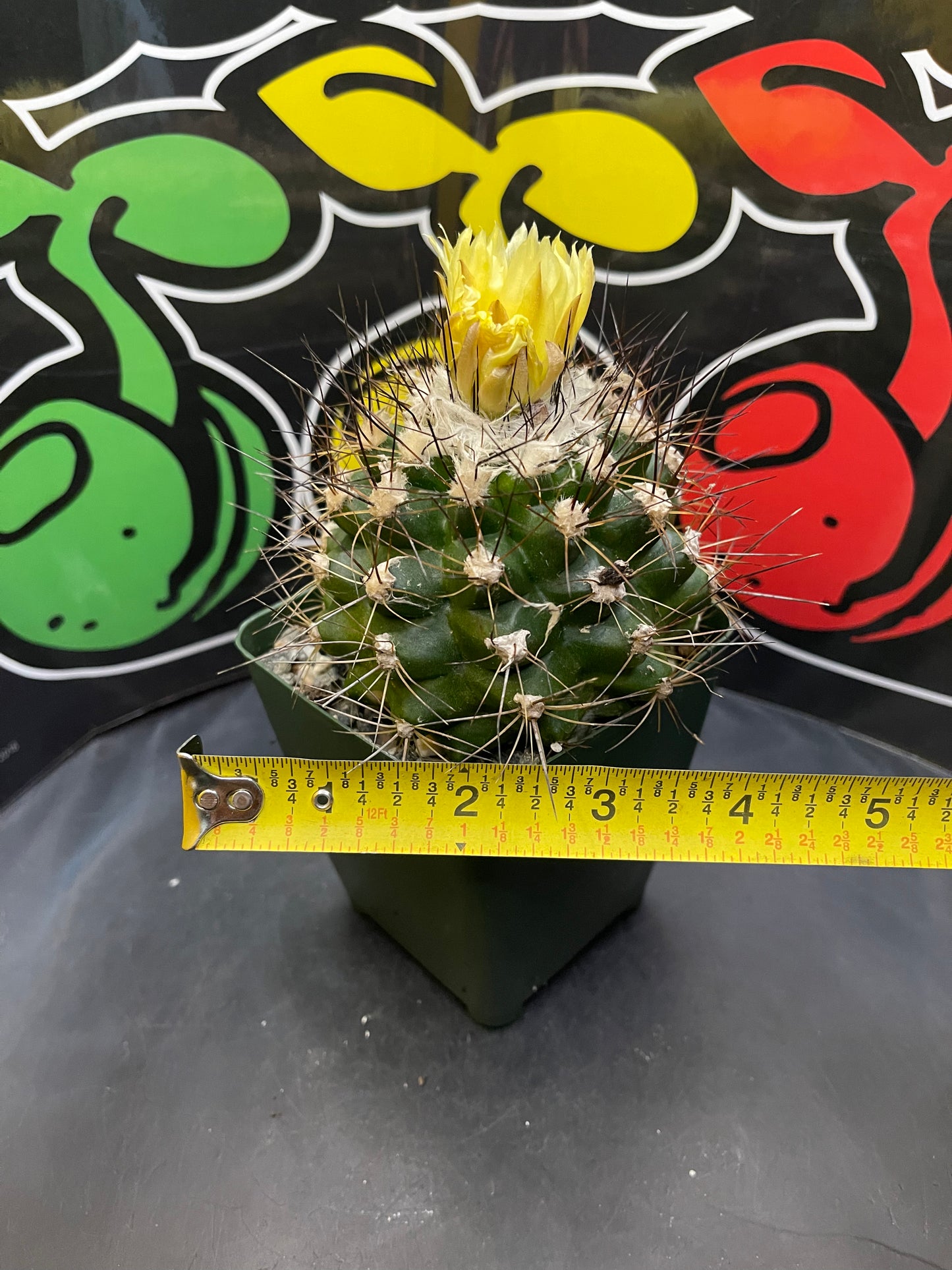 Flowering copiapoa