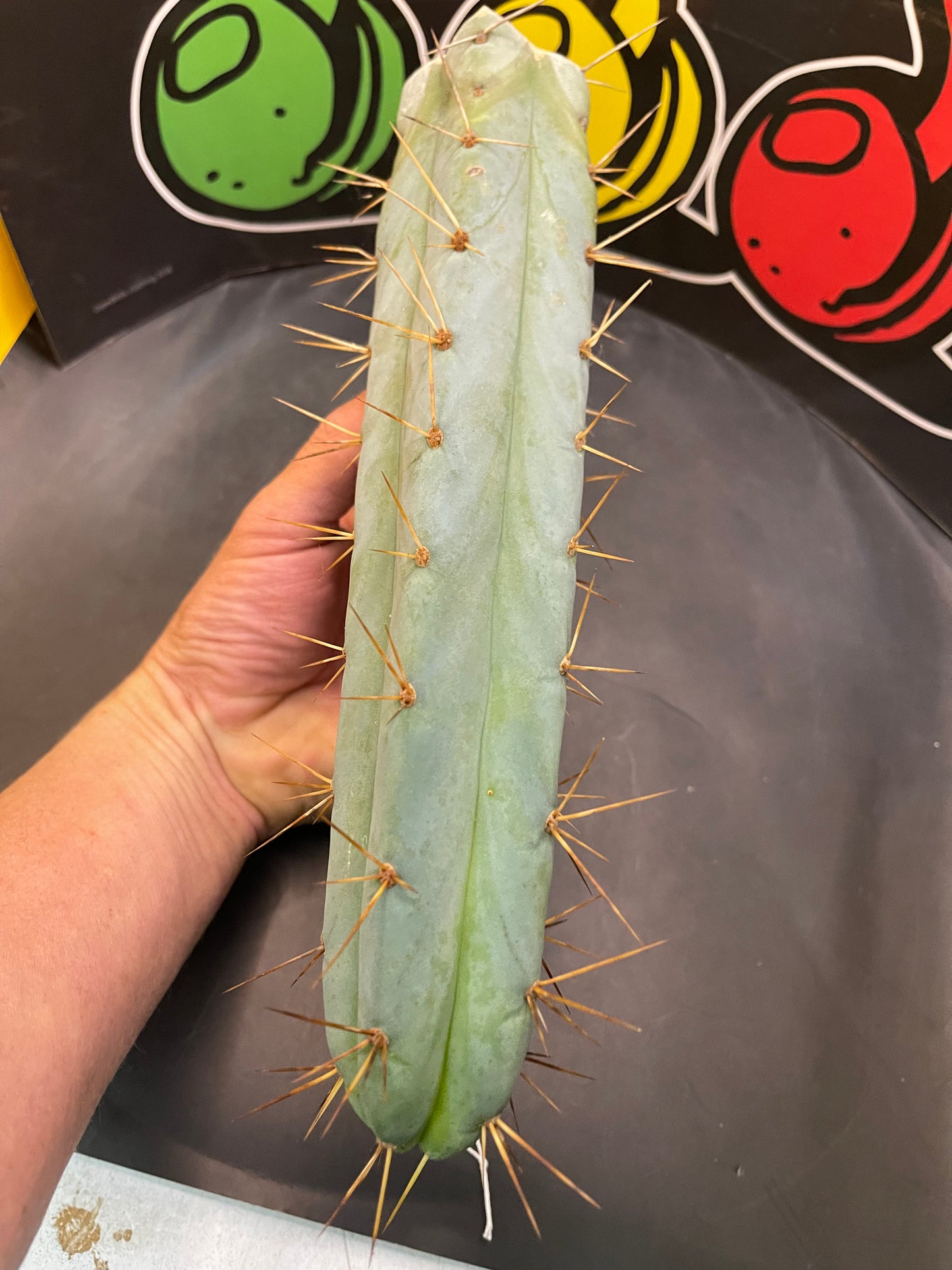 Bridgesii - San Pedro cactus (spicy🌶️)