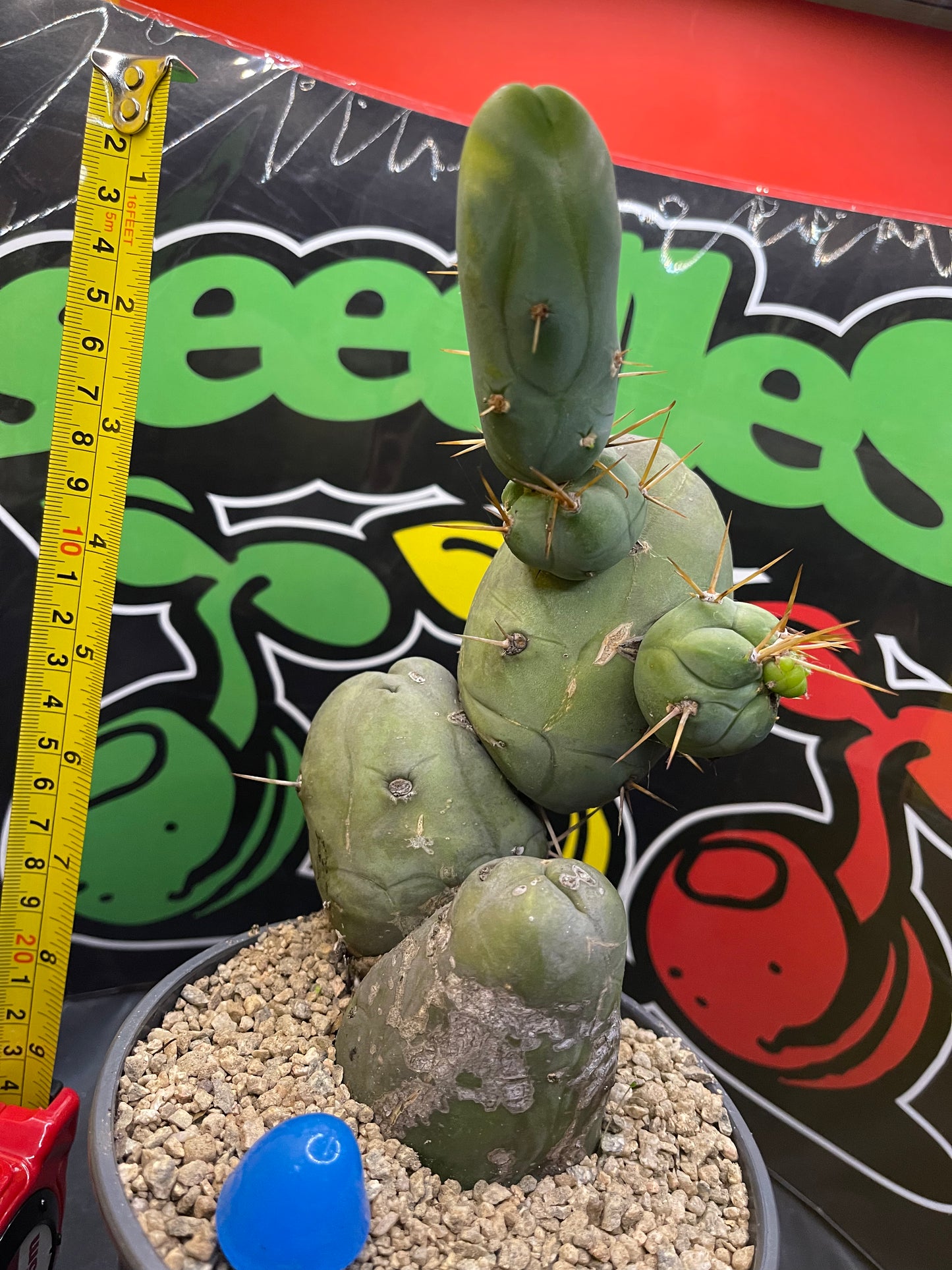 Tbm !!!! PENISCACTUS !