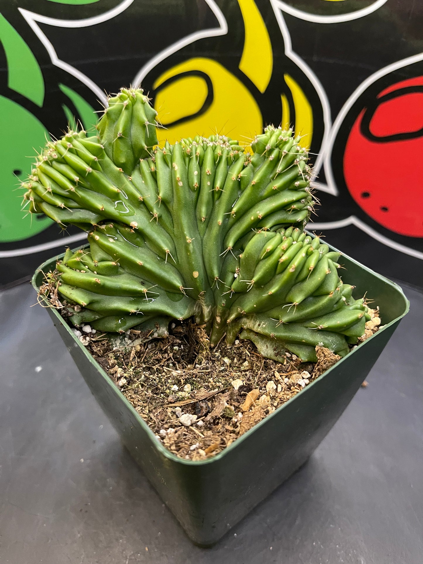 Flowering copiapoa