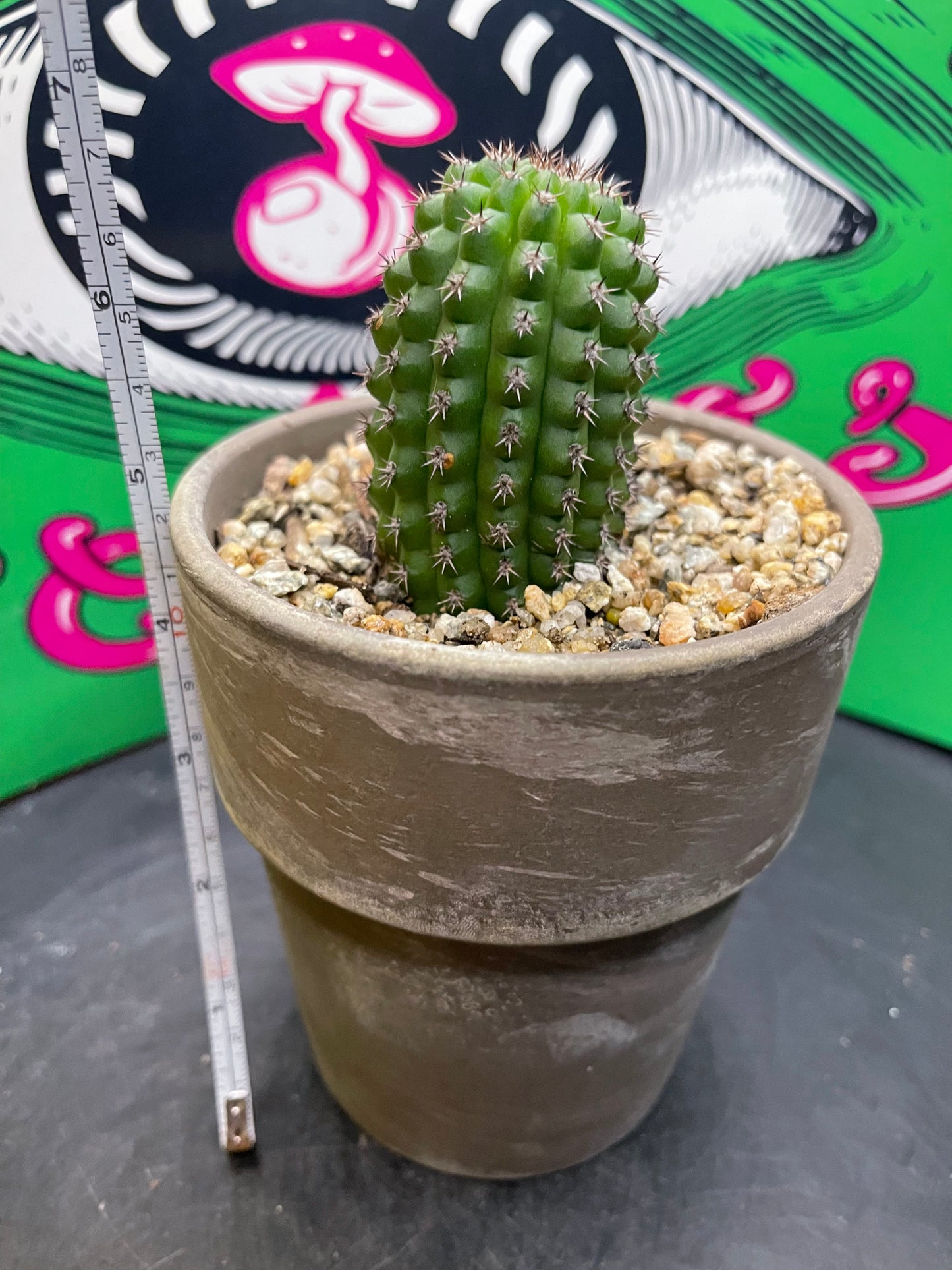 Trichocereus brevispinulosus