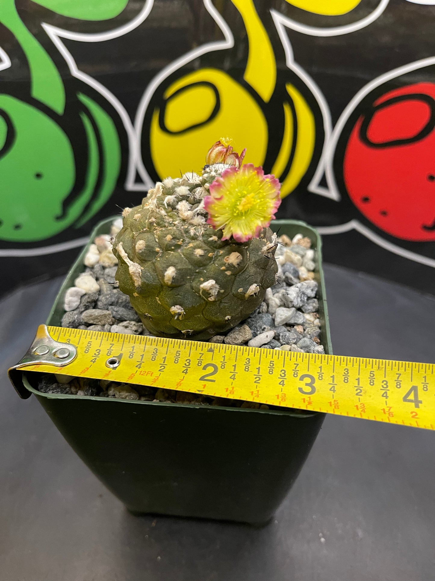 Blooming copiapoa