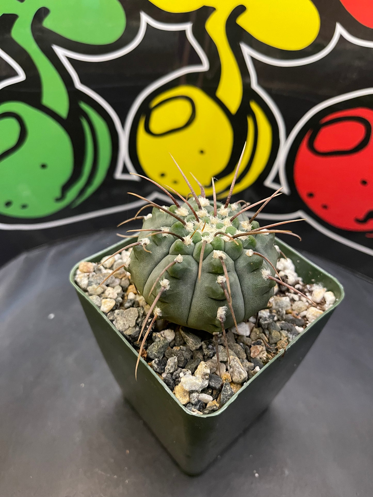 Gymnocalycium Vatteri