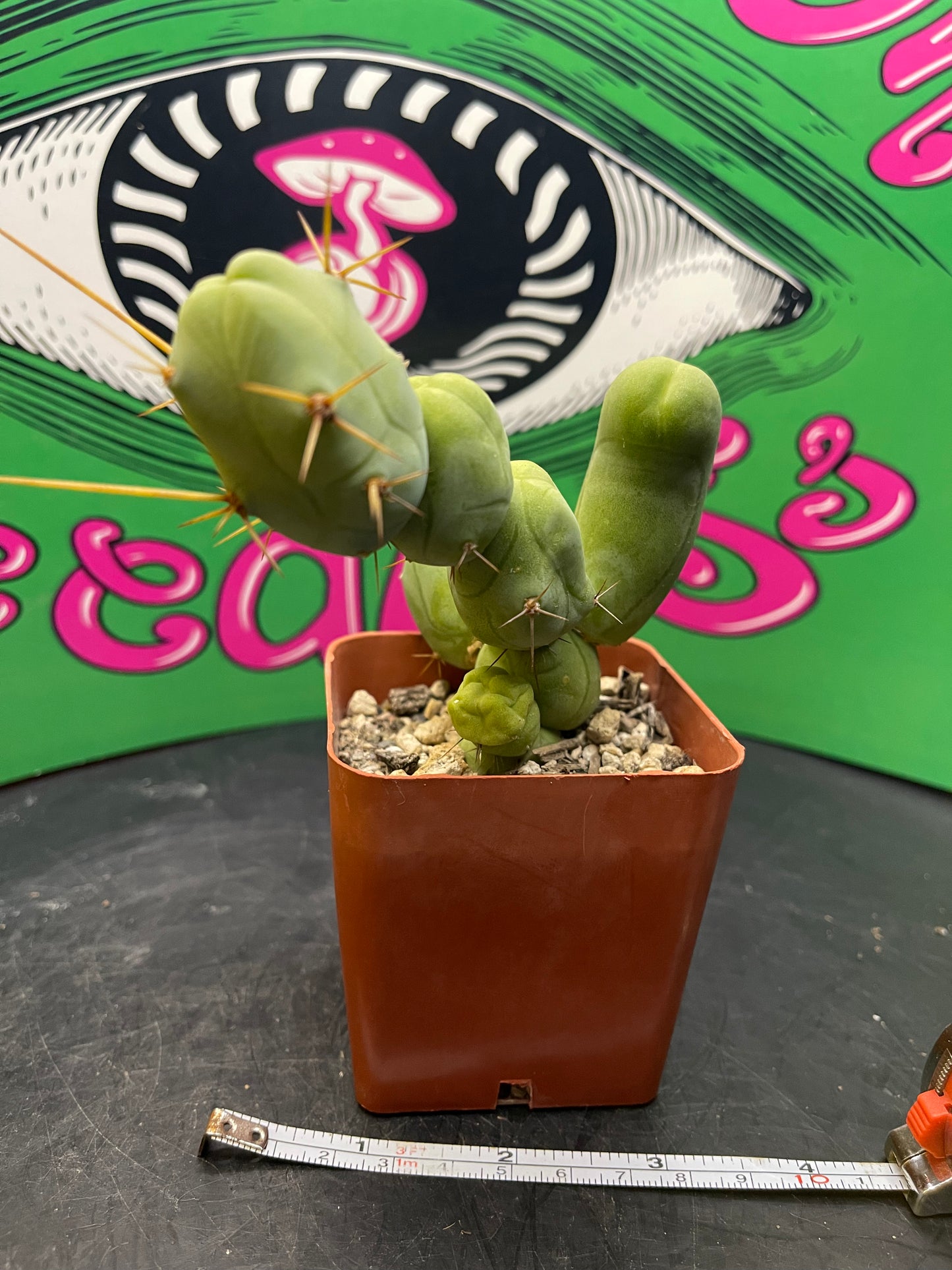 Trichocereus Bridgesii monstrose