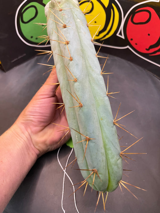 Bridgesii - San Pedro cactus (spicy🌶️)