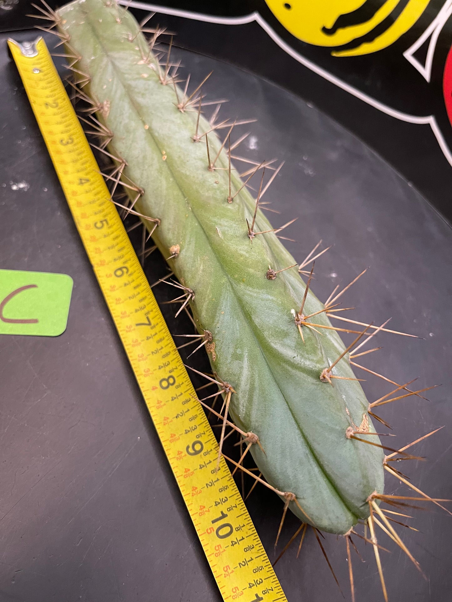 CACTUS - Trichocereus