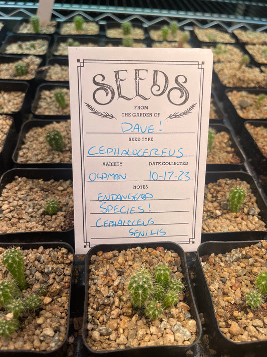 Old man cactus seeds !!