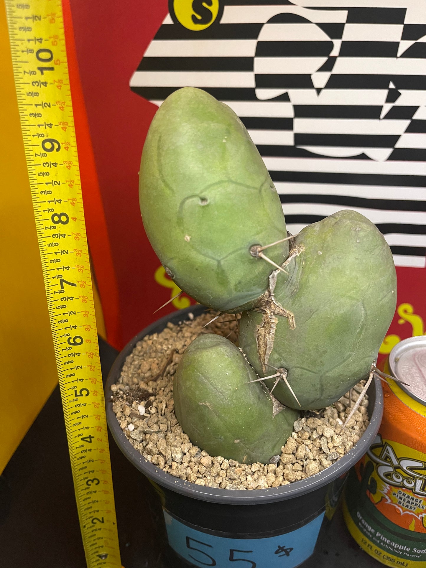 T-(trichocereus) B-(Bridgesii) M-(Monstrose)