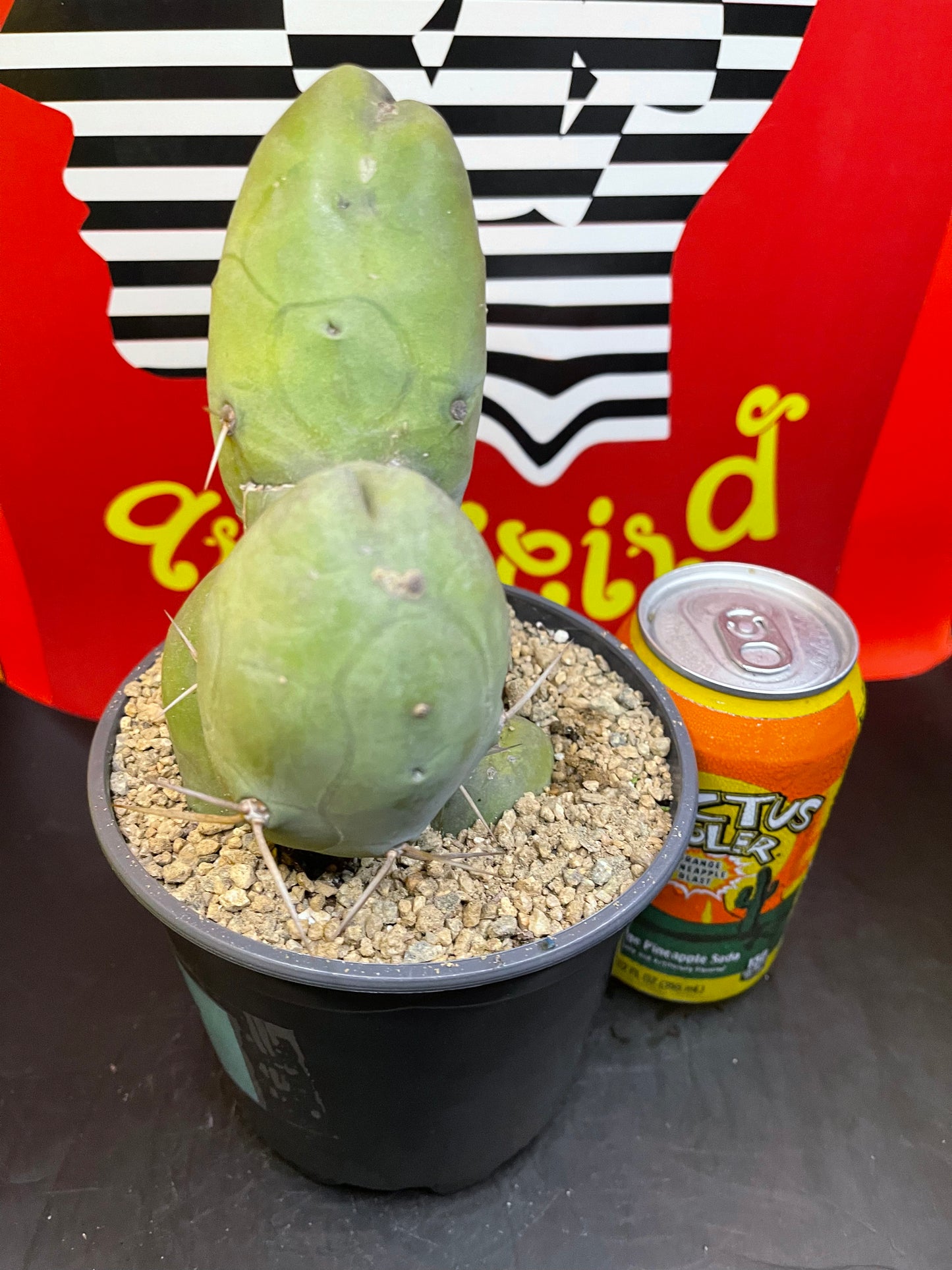 T-(trichocereus) B-(Bridgesii) M-(Monstrose)