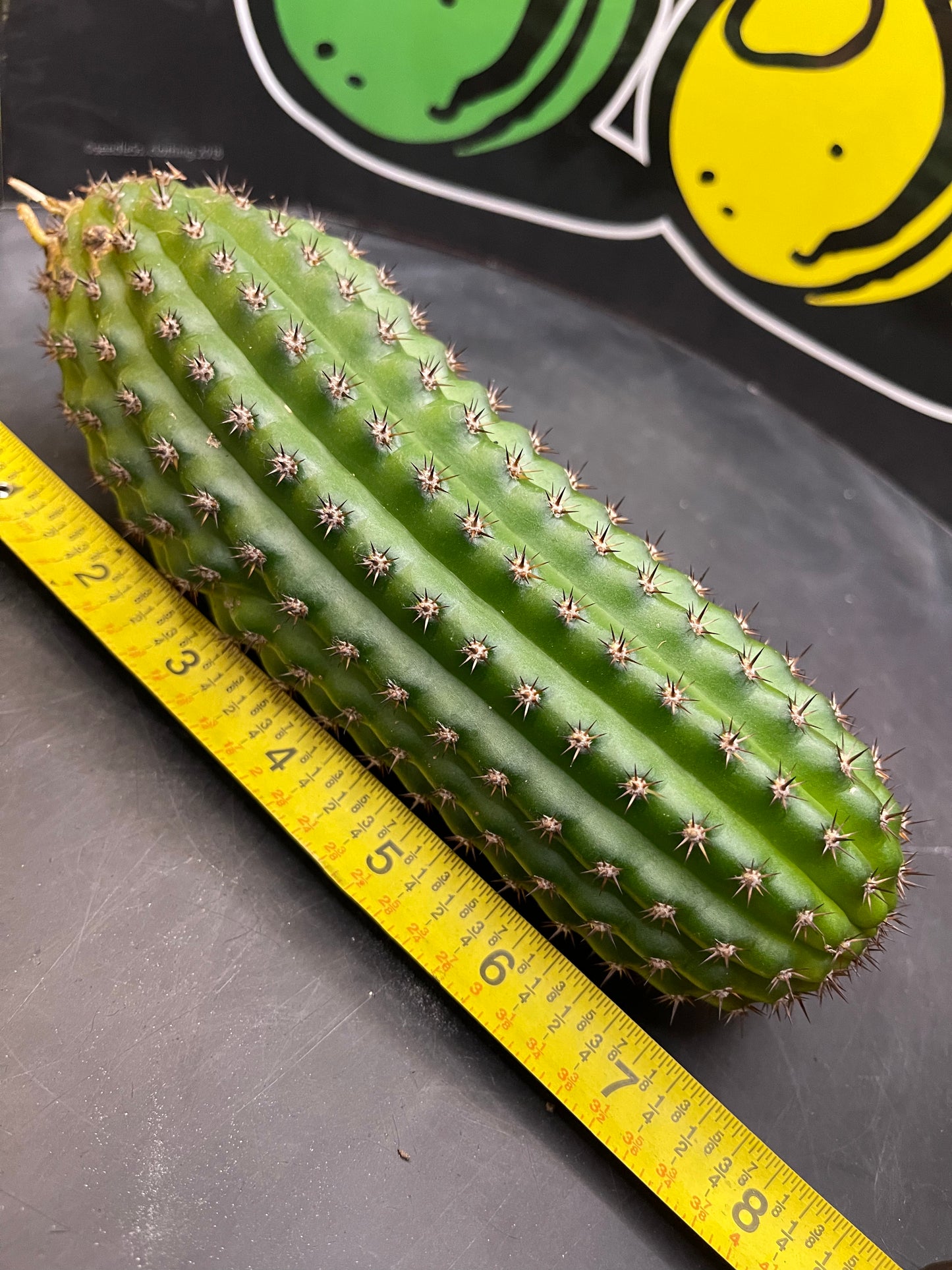 Trichocereus brevispinulosus