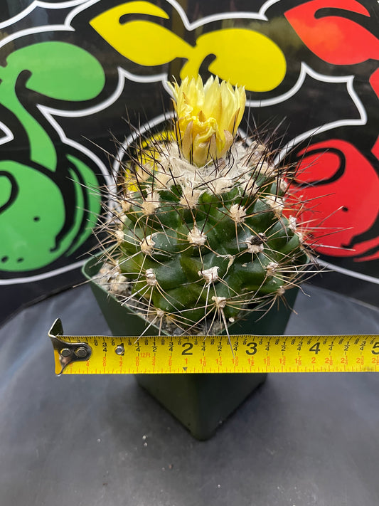 Flowering copiapoa