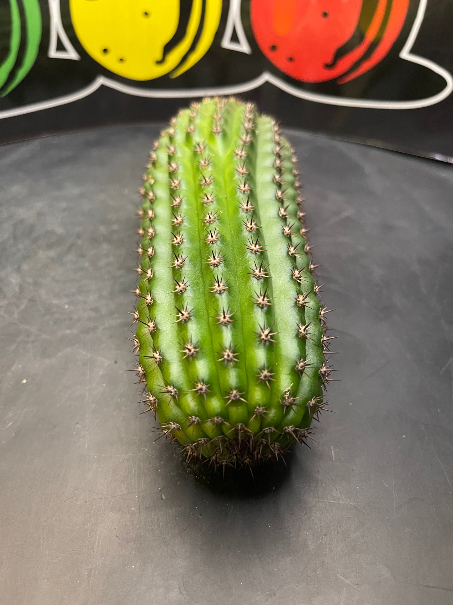 Trichocereus brevispinulosus