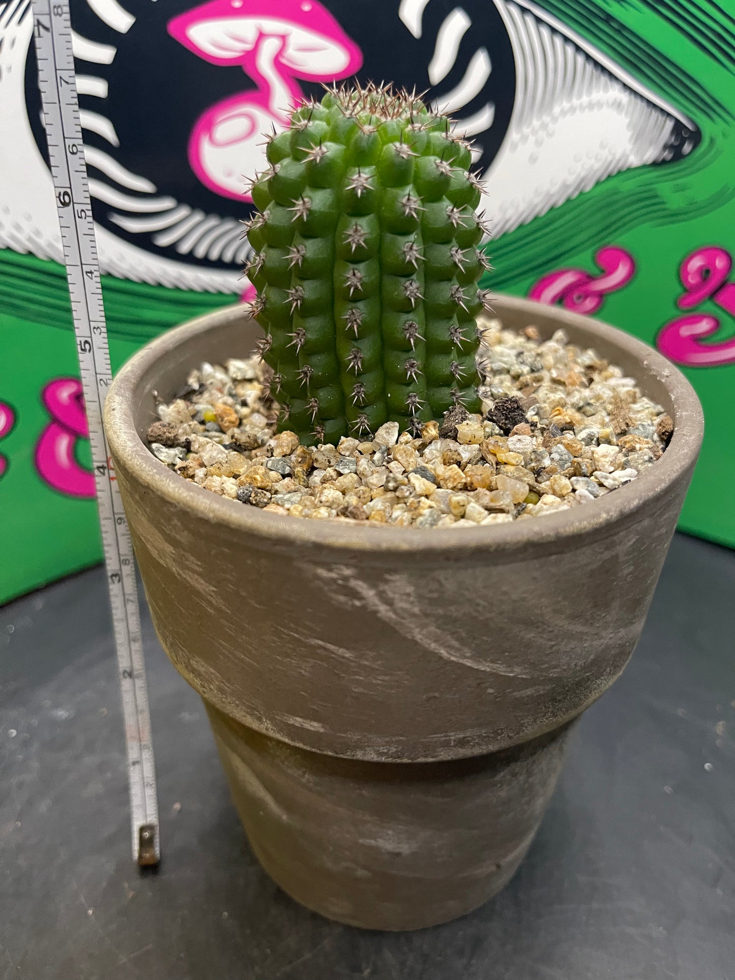 Trichocereus brevispinulosus