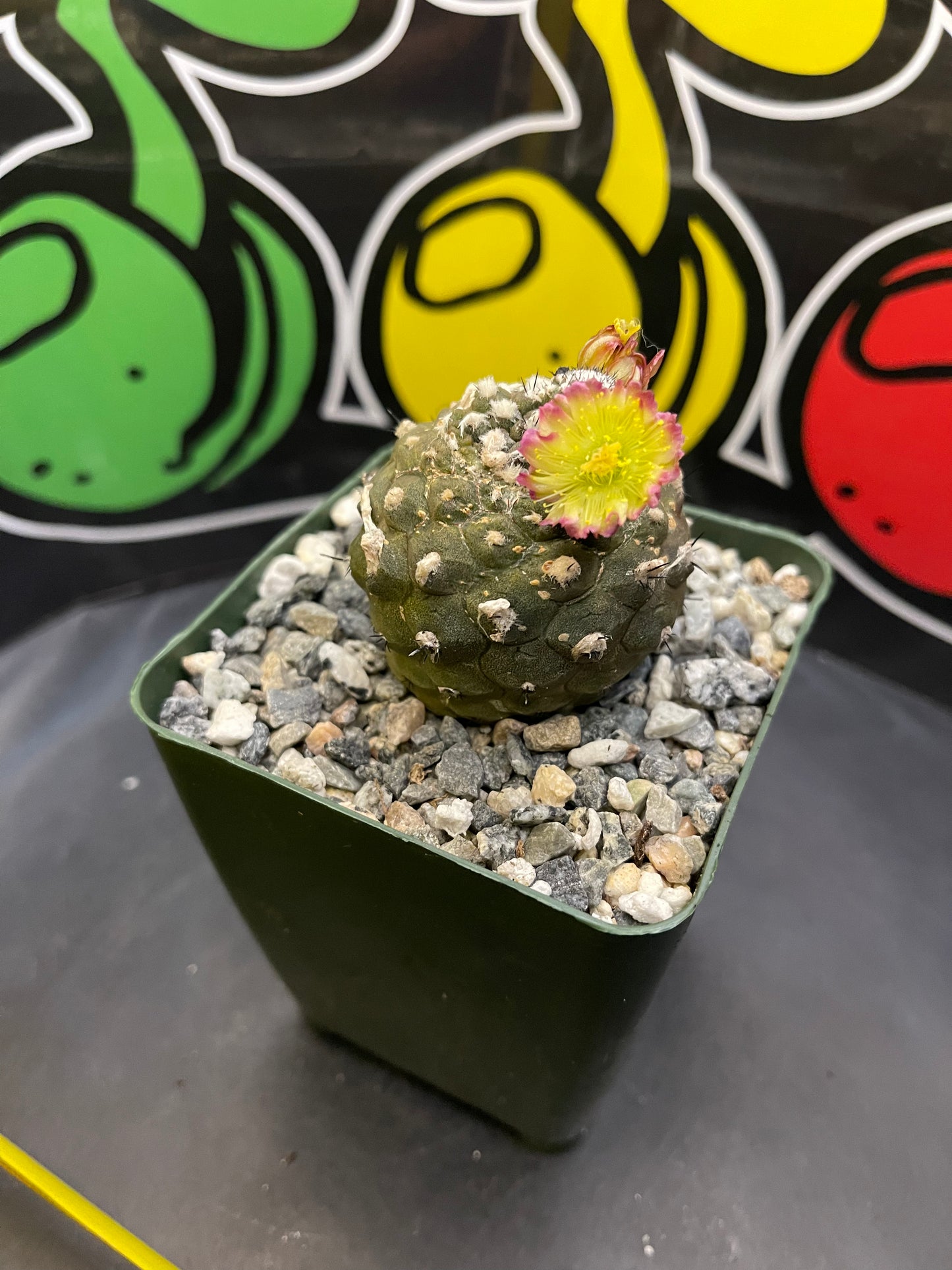 Blooming copiapoa