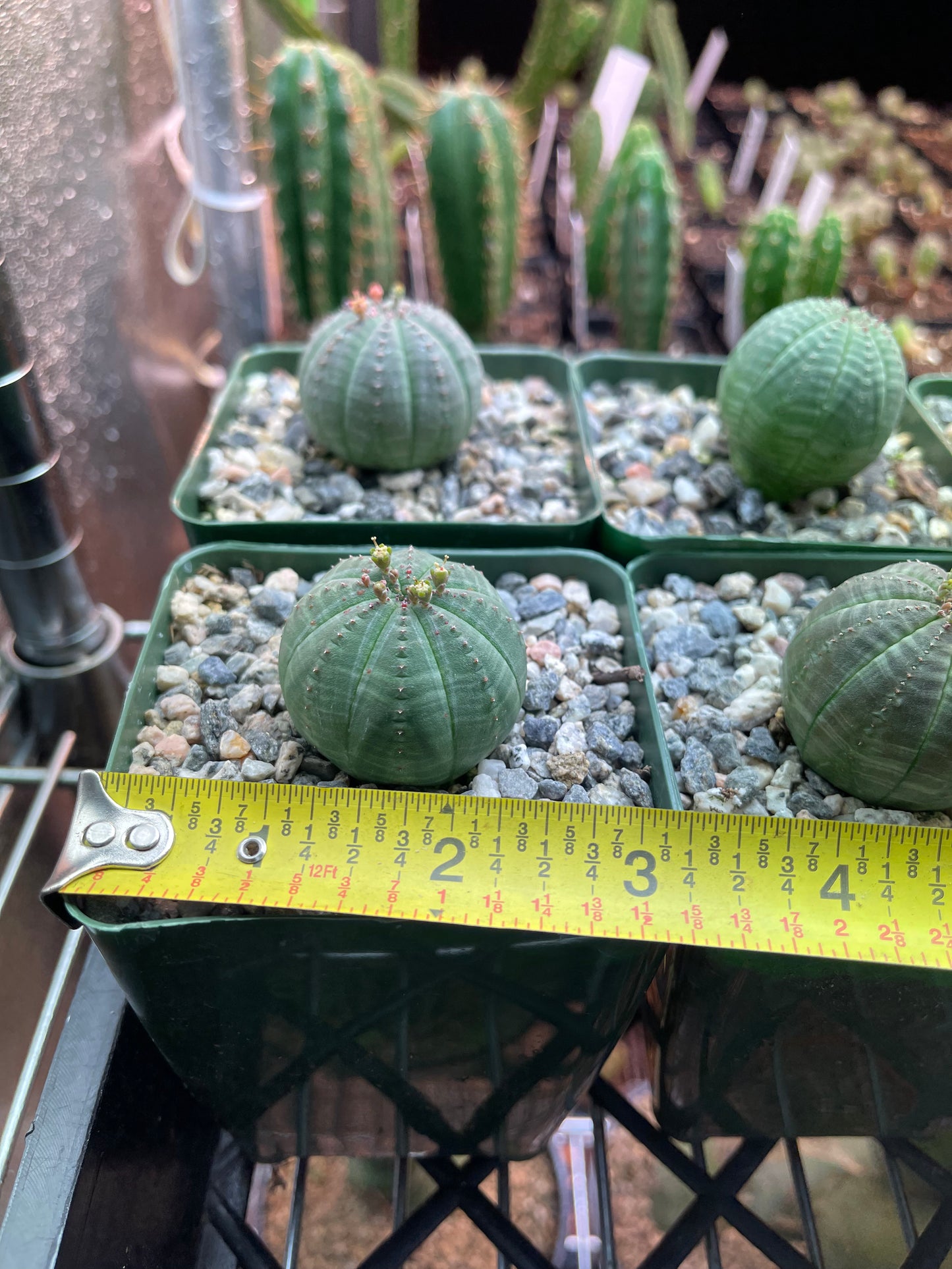 Euphorbia obesa !-