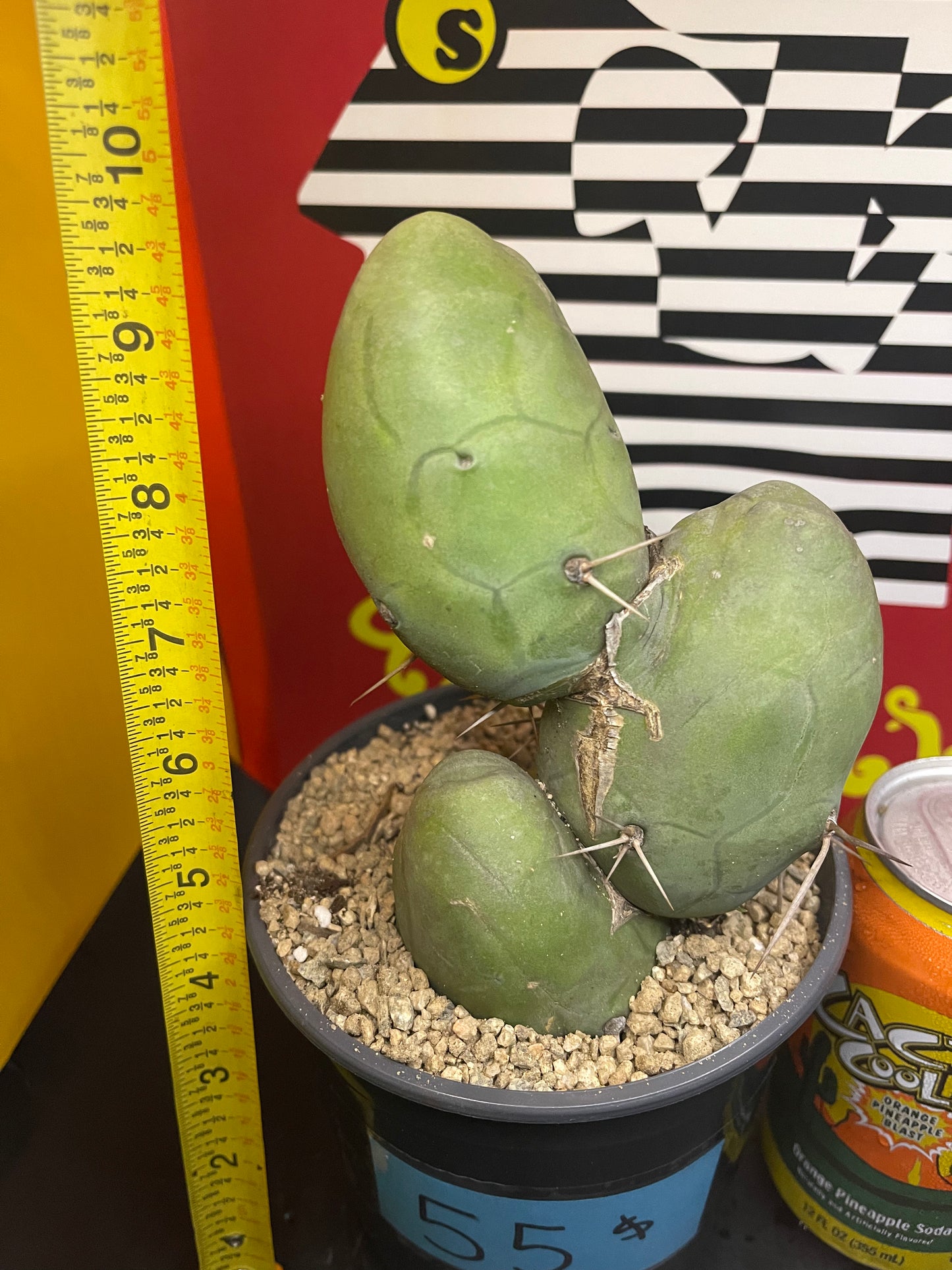 T-(trichocereus) B-(Bridgesii) M-(Monstrose)