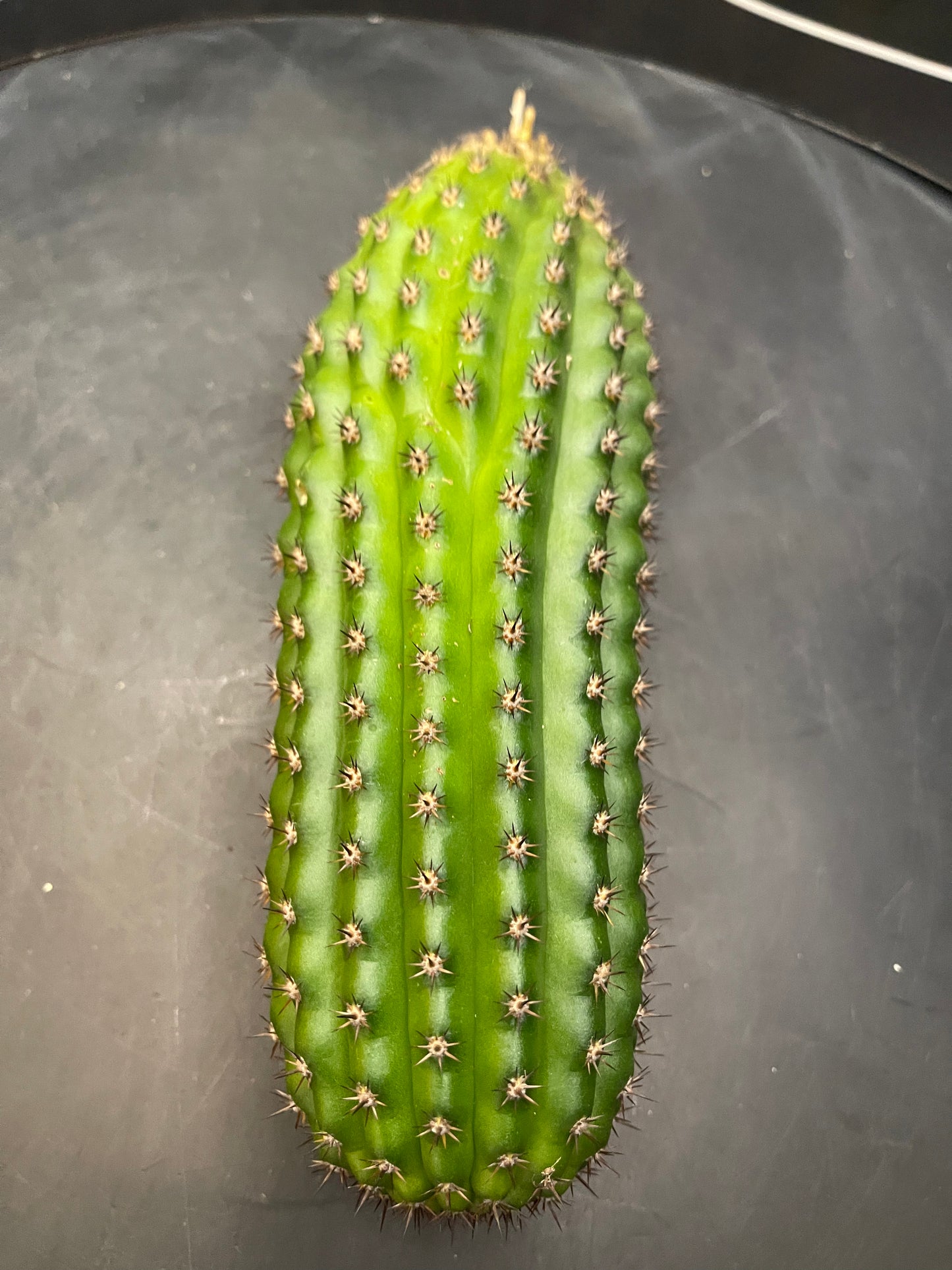 Trichocereus brevispinulosus