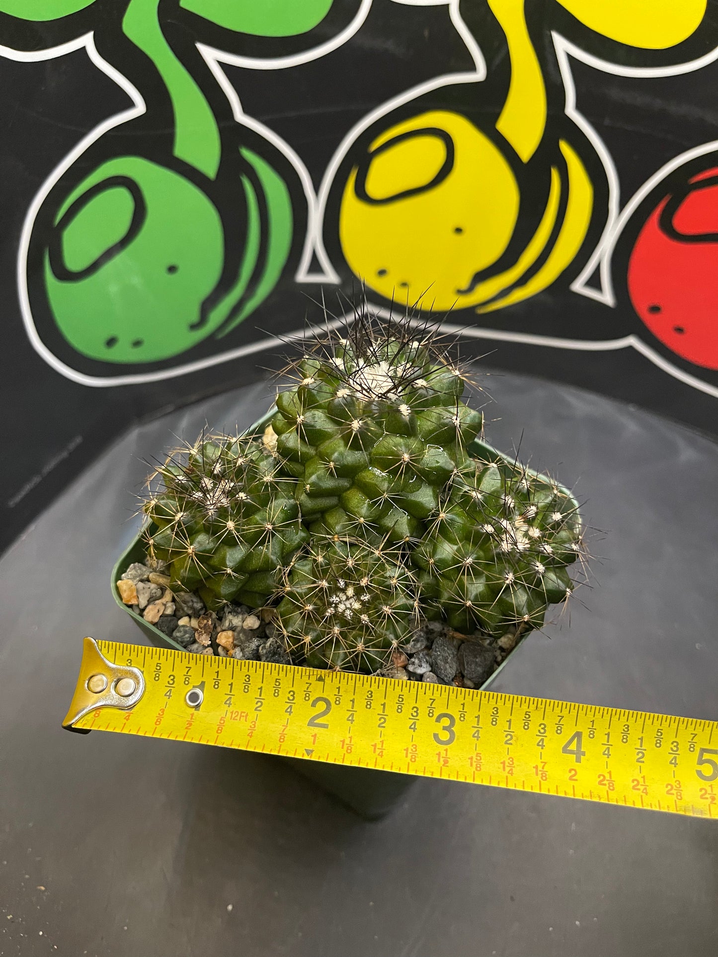 Copiapoa !