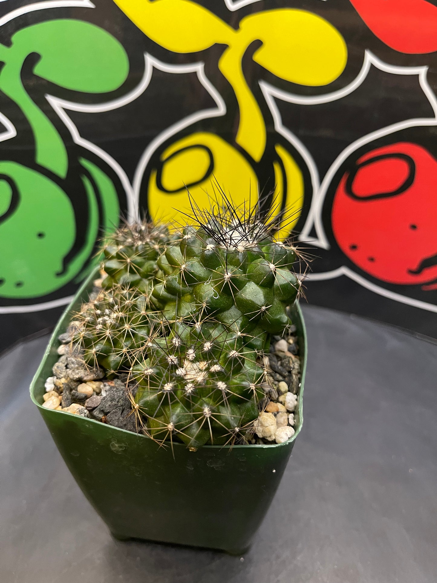 Copiapoa !