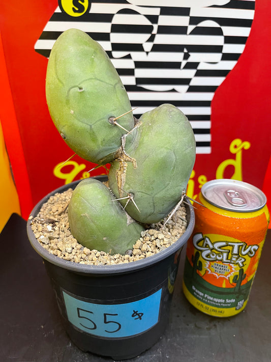 T-(trichocereus) B-(Bridgesii) M-(Monstrose)