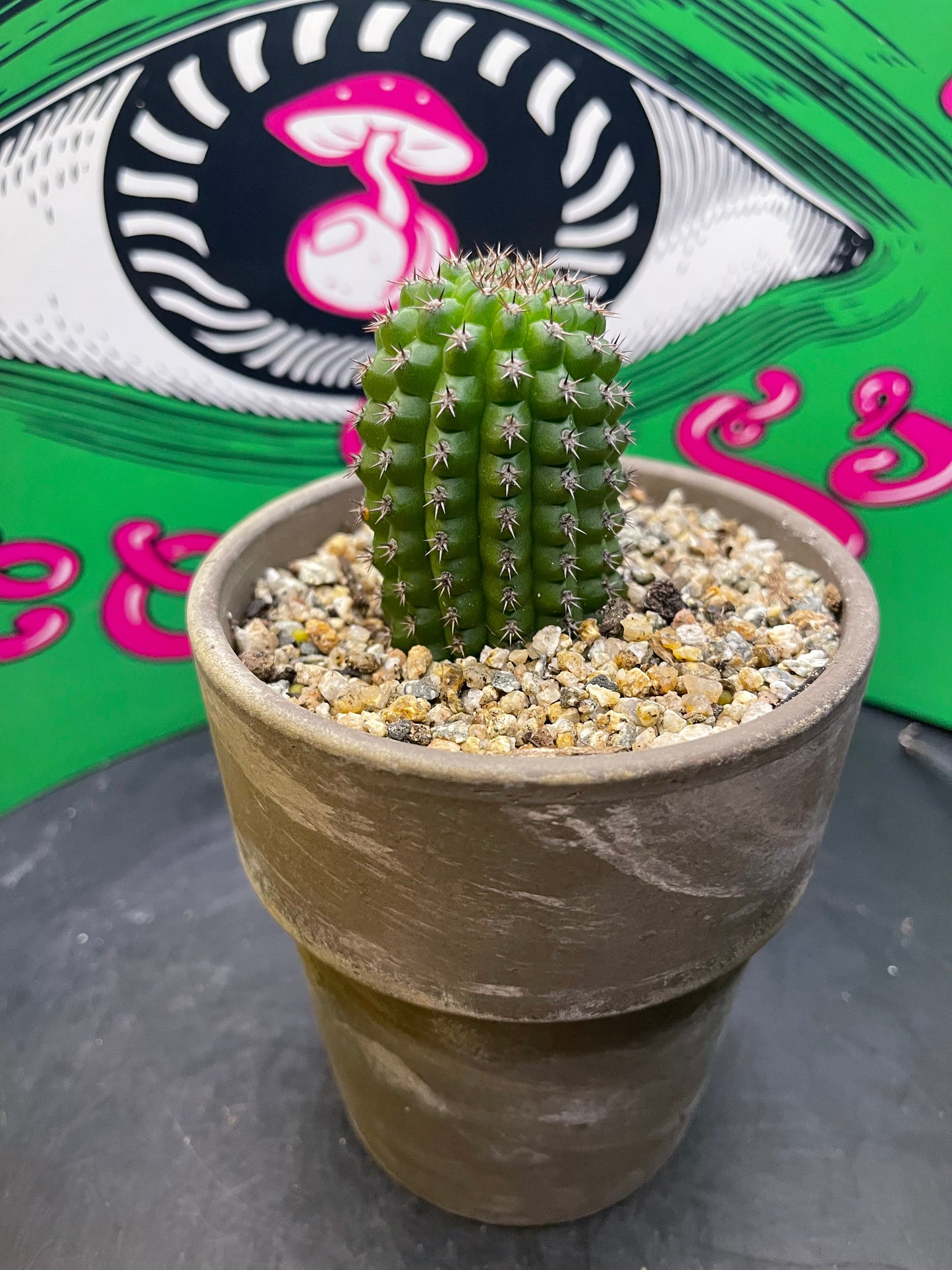 Trichocereus brevispinulosus