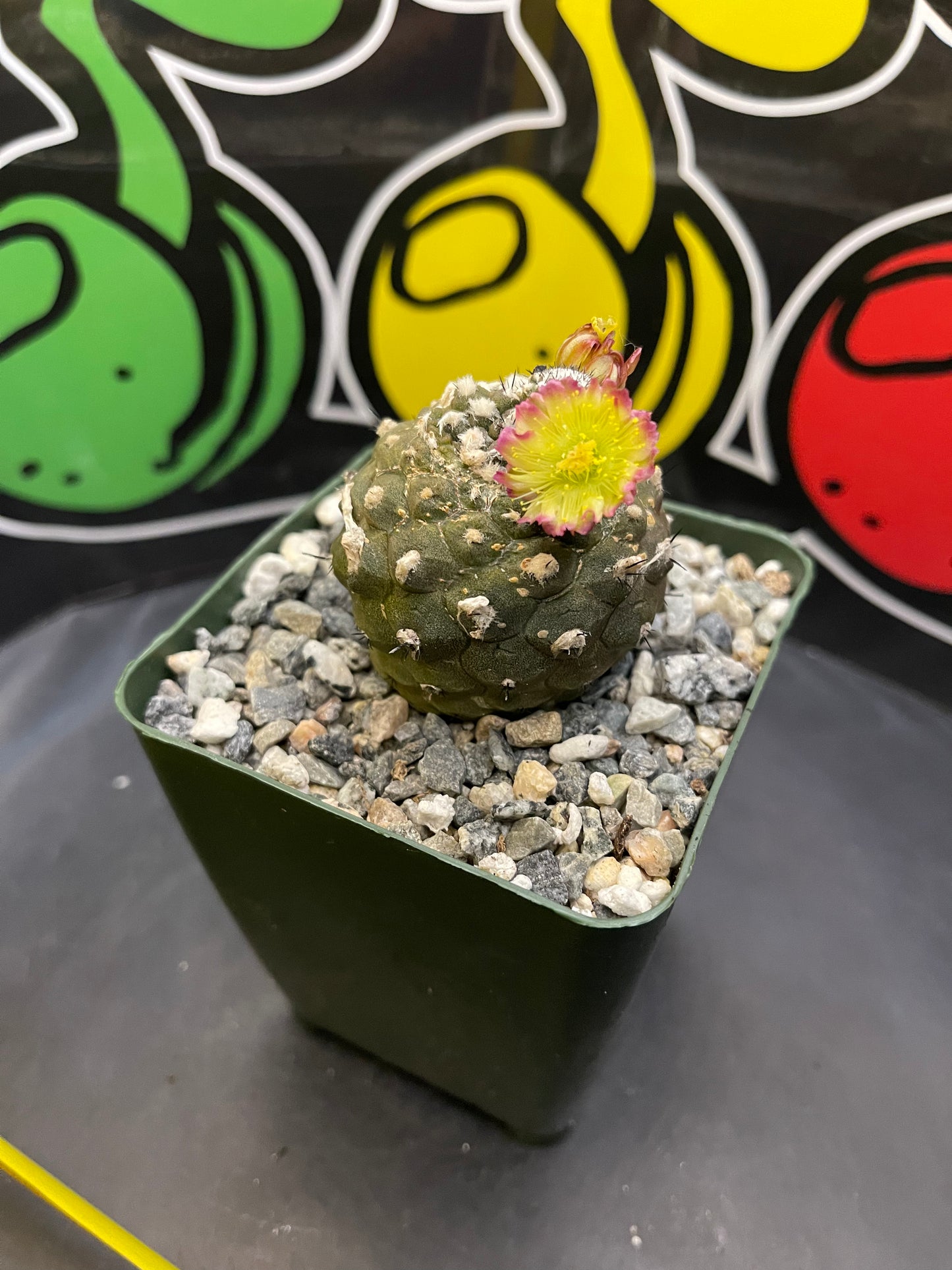 Blooming copiapoa