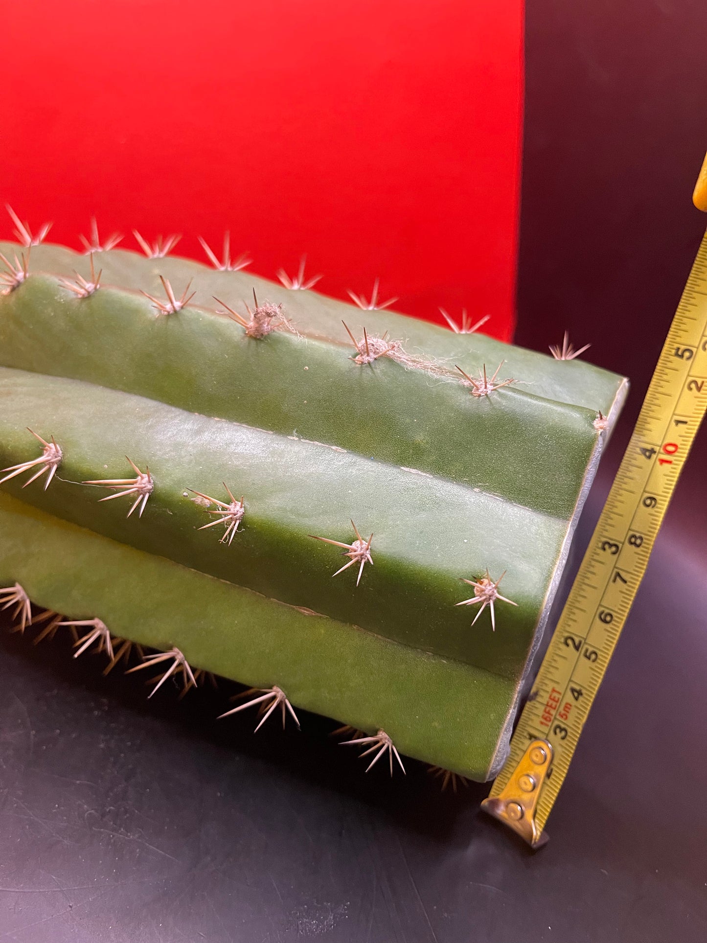 4.5” thick cactus !!!! - CACTO HEBRIDO-