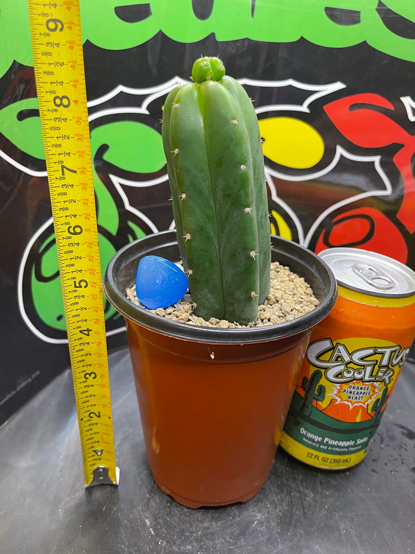 San Pedro cactus !