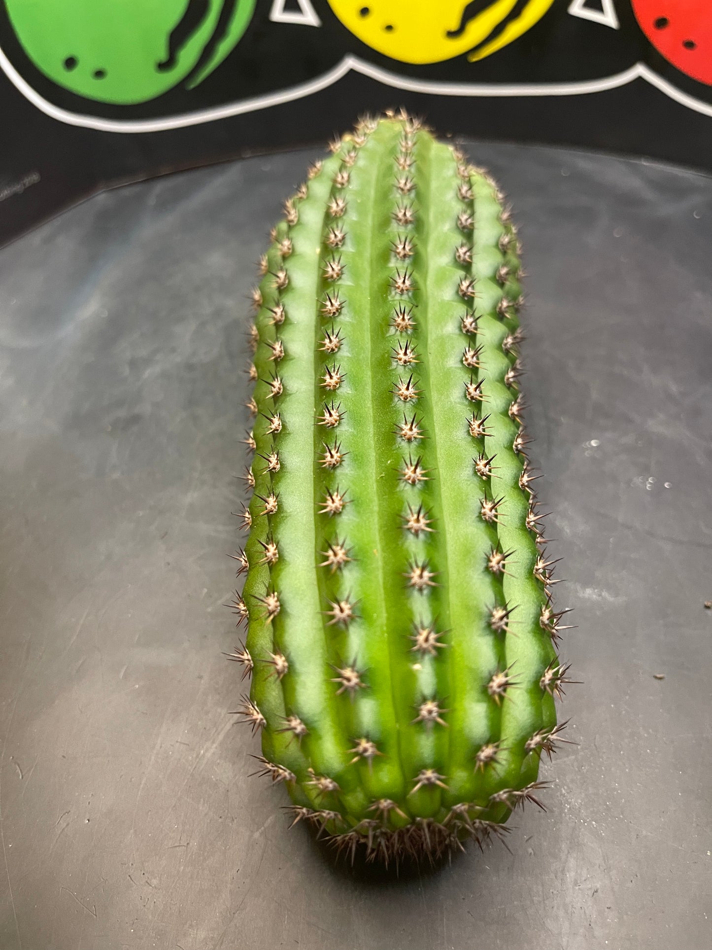 Trichocereus brevispinulosus