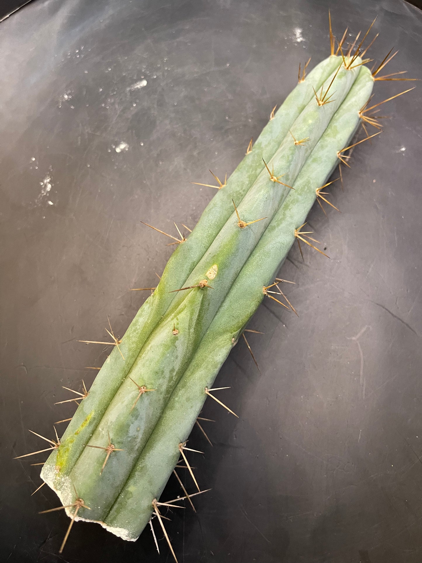 CACTUS - Trichocereus