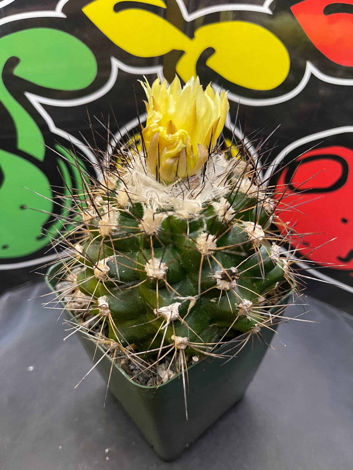 Flowering copiapoa