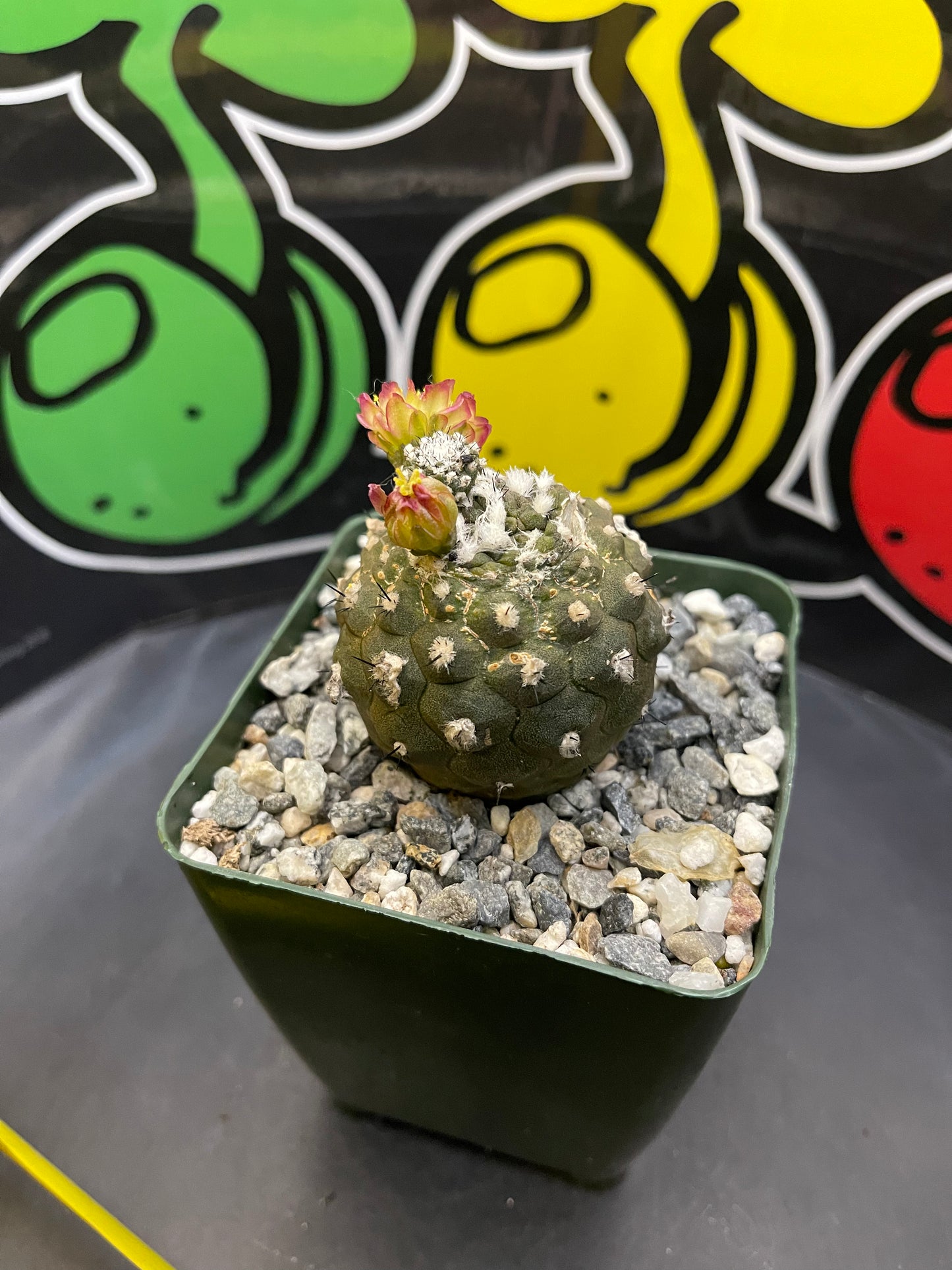 Blooming copiapoa