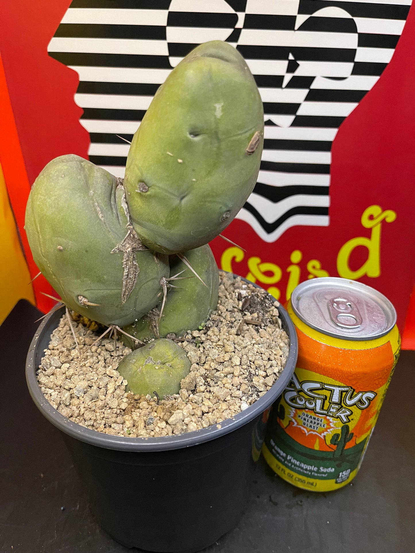 T-(trichocereus) B-(Bridgesii) M-(Monstrose)