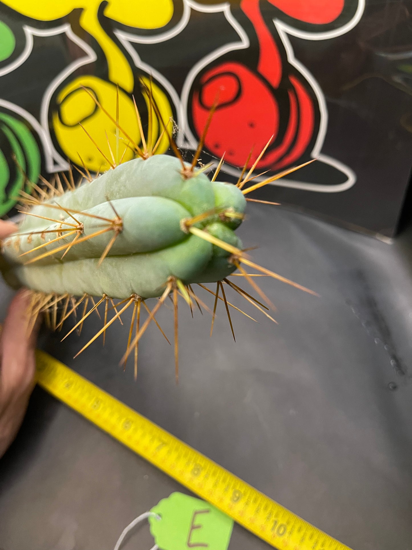 Trichocereus bridgesii- SON OF RON 🌶️🌵