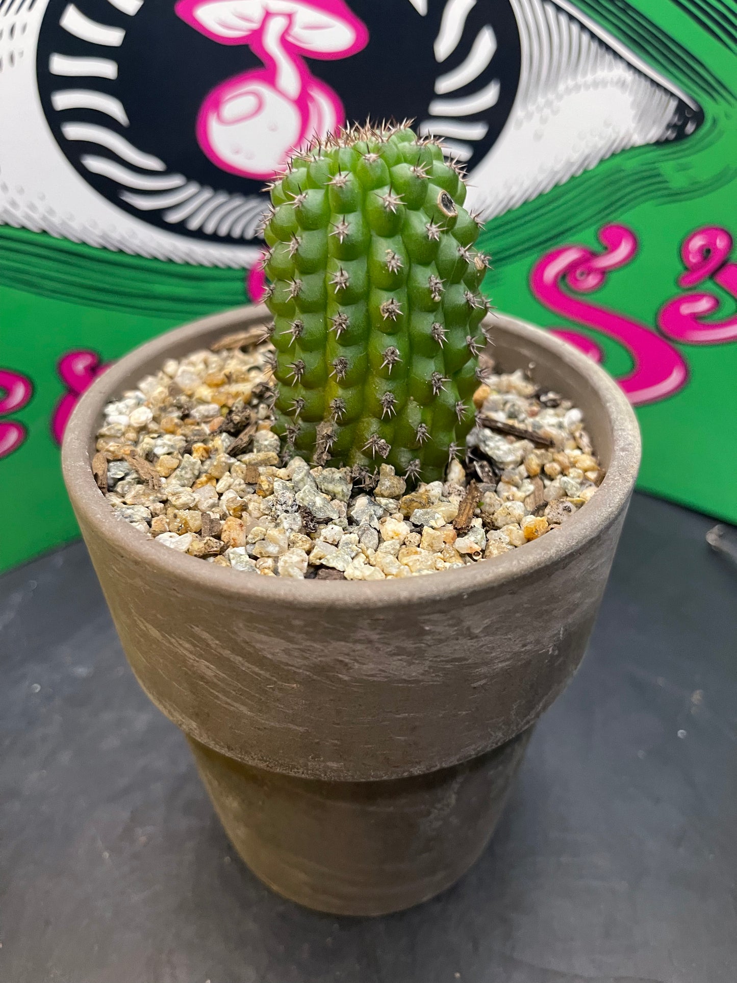 Trichocereus brevispinulosus